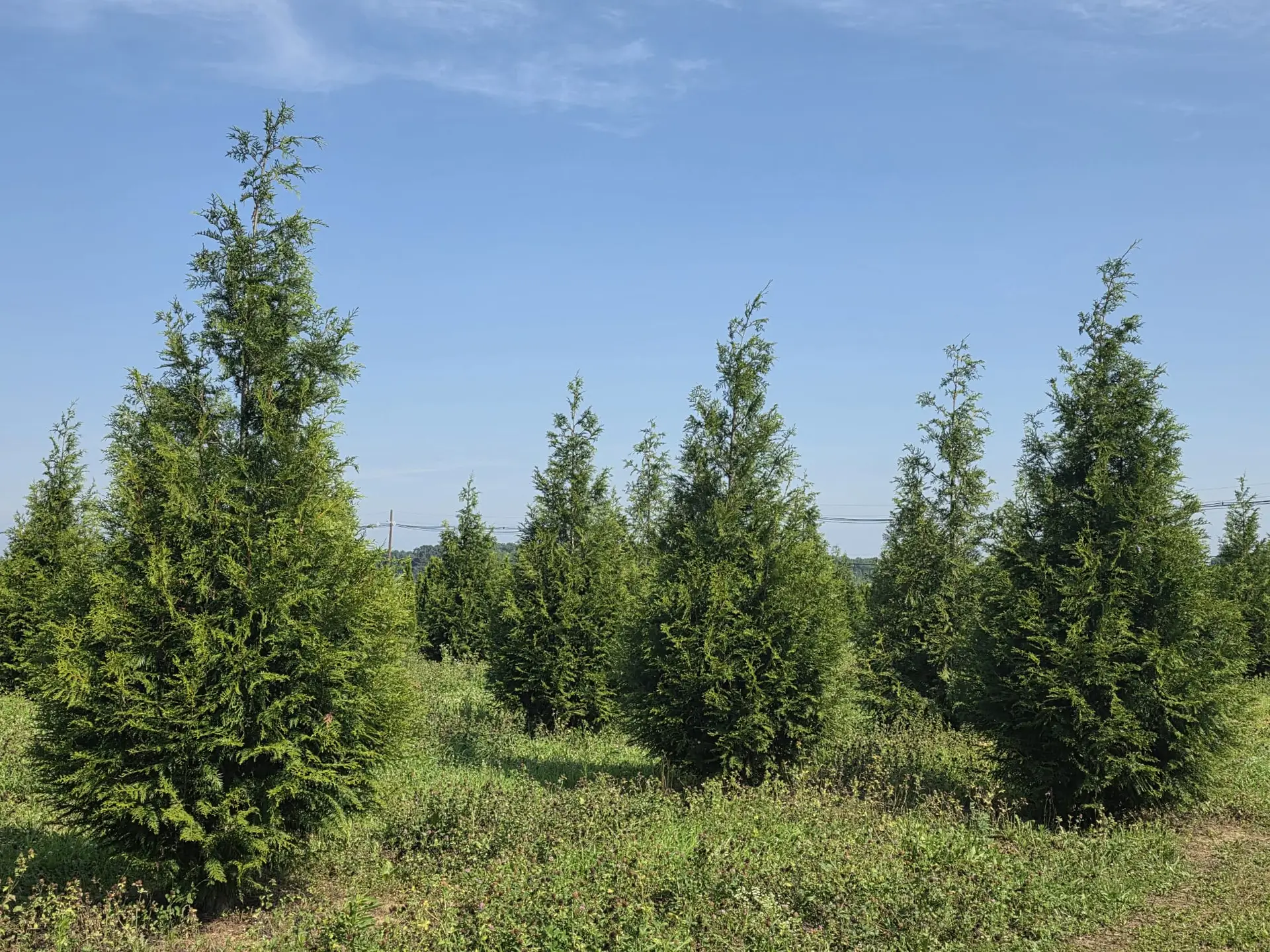 Greenhouse and growing fields at Linus Biome tree farm in Cranbury, New Jersey